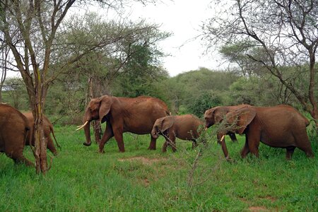 Wildlife majestic ivory