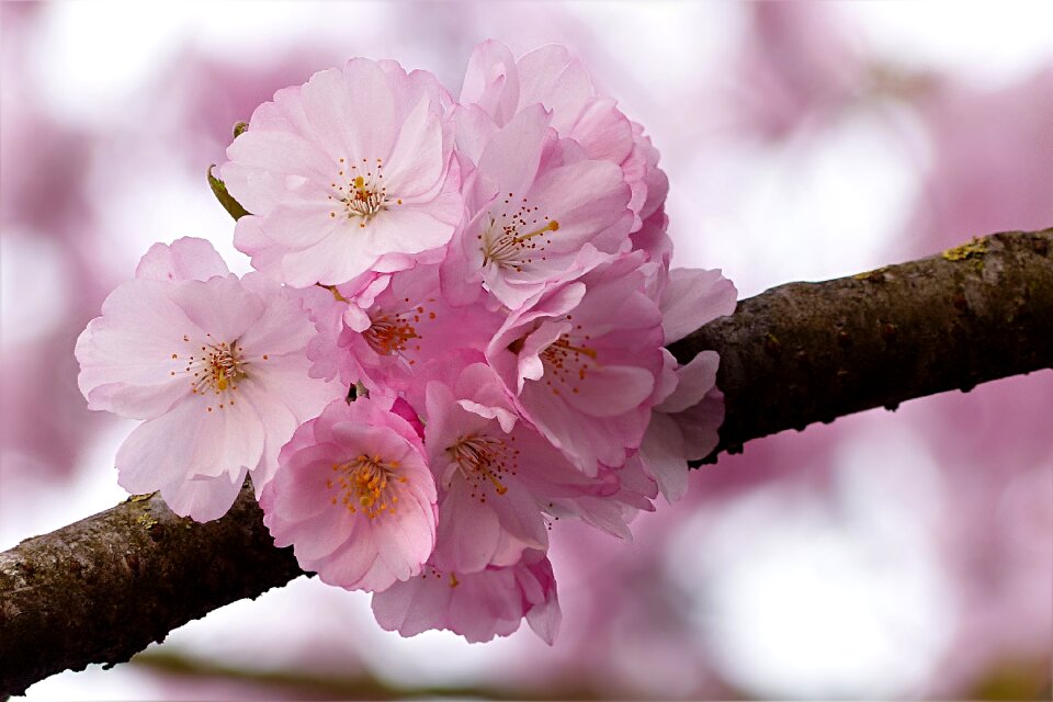 Tree prunus serrulata spring