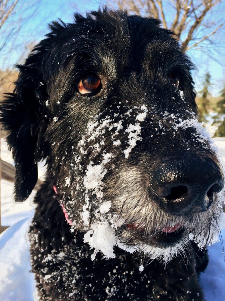 Pet cute canine