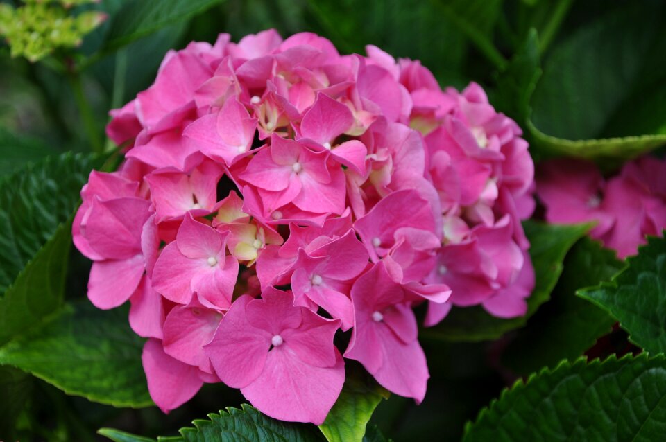 Petals plant nature photo