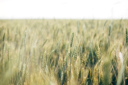 Grain rural wheat