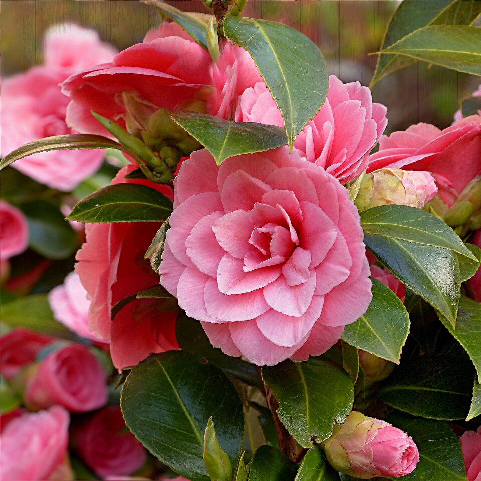 Flower pink spring