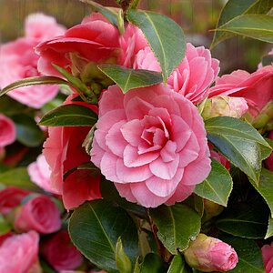 Flower pink spring