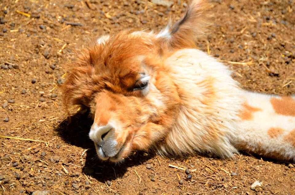 Animal wool textile