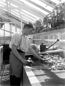 Kweker met begonia in de plantenkas van de fa D Baardse in Aalsmeer, Bestanddeelnr 190-0671