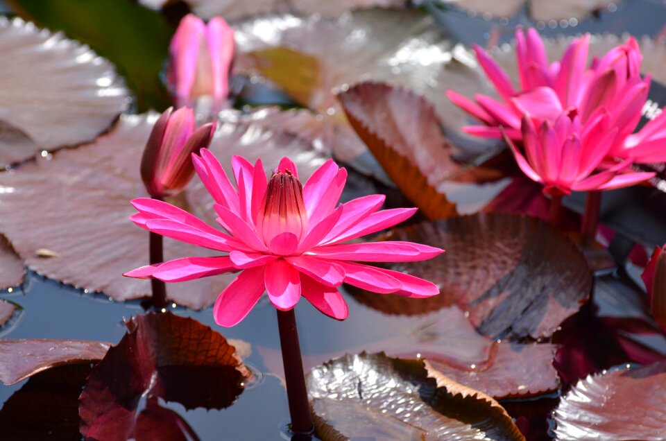 Water pond waterlily