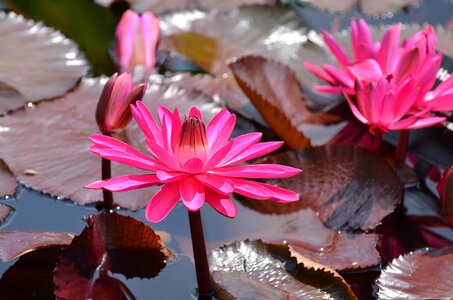 Water pond waterlily