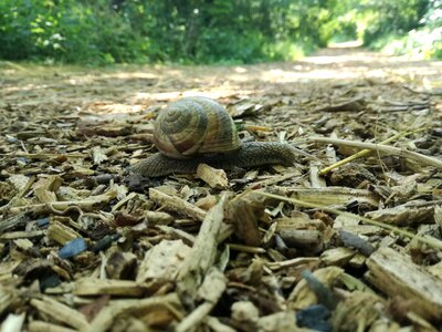 Brown path animal
