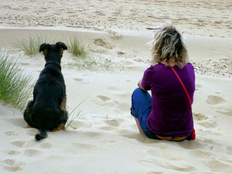 Dog and sand togetherness gazing at their world