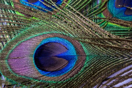 Peacock feather plumage colorful