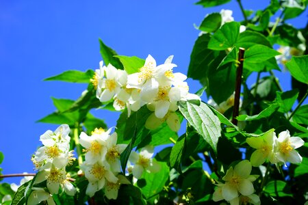 White european whistle shrub philadelphus coronary photo