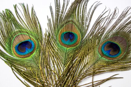 Peacock feather plumage colorful