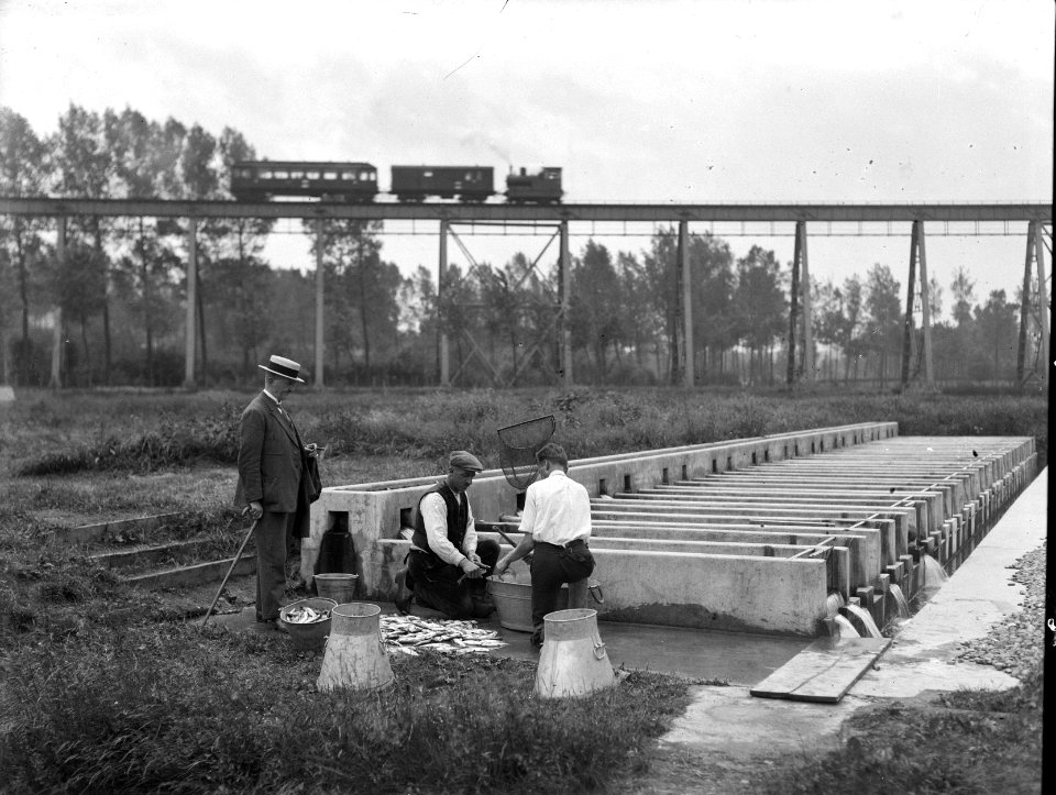 Kwekerij, Bestanddeelnr 192-0145
