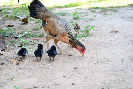 Chicken family mother