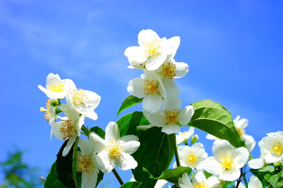 White european whistle shrub philadelphus coronary