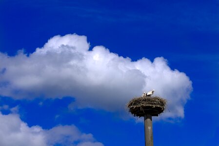 Animal nature sky