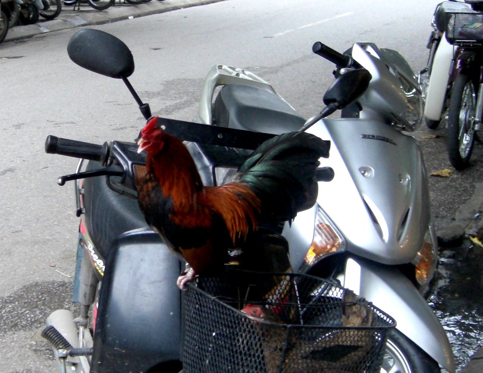 Le coq et le scooter, Vietnam