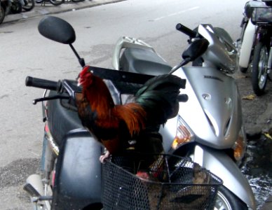 Le coq et le scooter, Vietnam photo