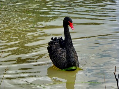 Black swan lake elegance