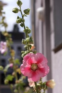 Backlighting summer blossom