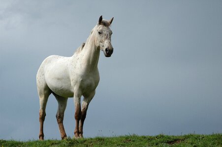 White horse animal equine photo