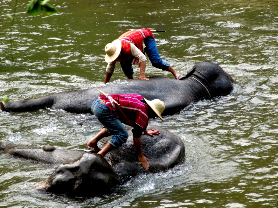 Le bain des éléphants 02