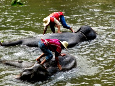 Le bain des éléphants 02