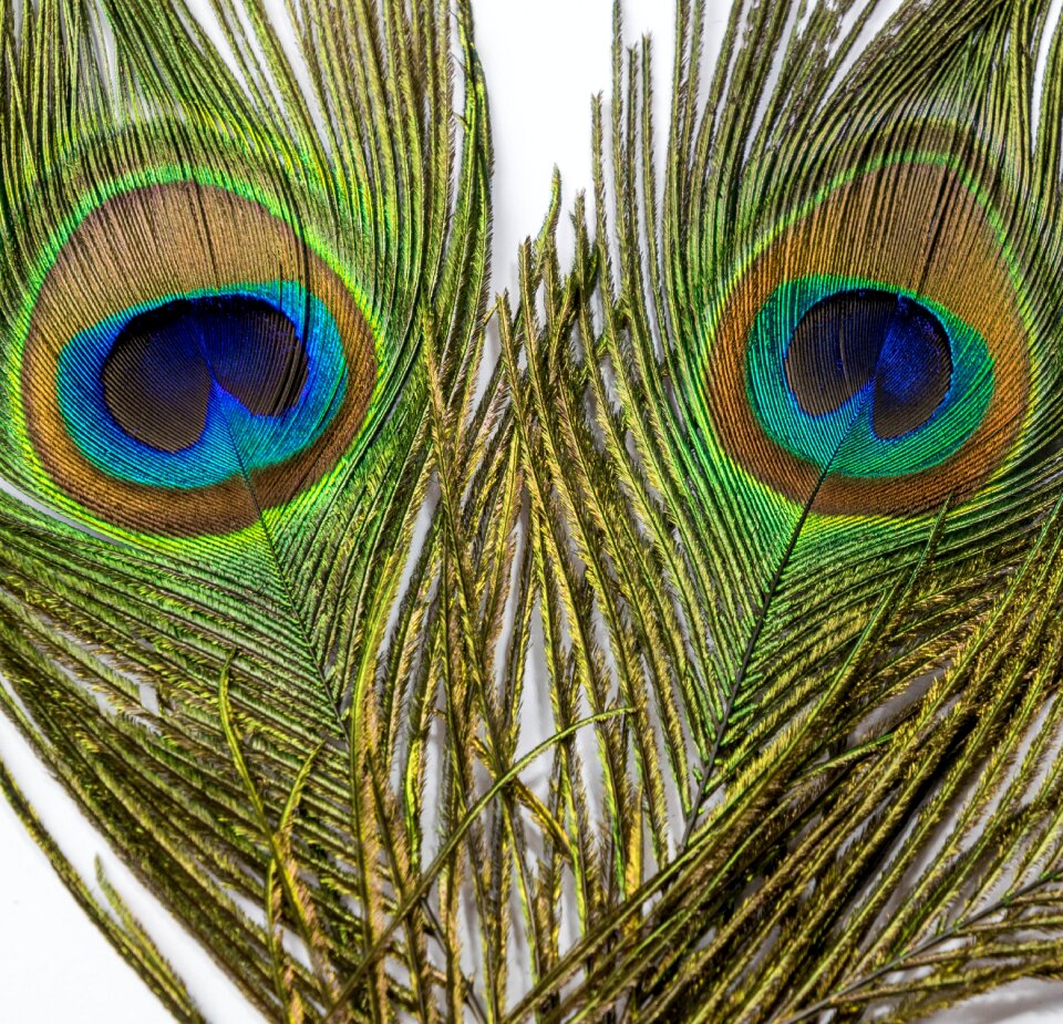 Peacock feather plumage colorful