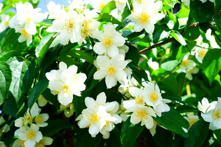 White european whistle shrub philadelphus coronary photo