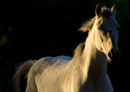 White horse animal equine photo