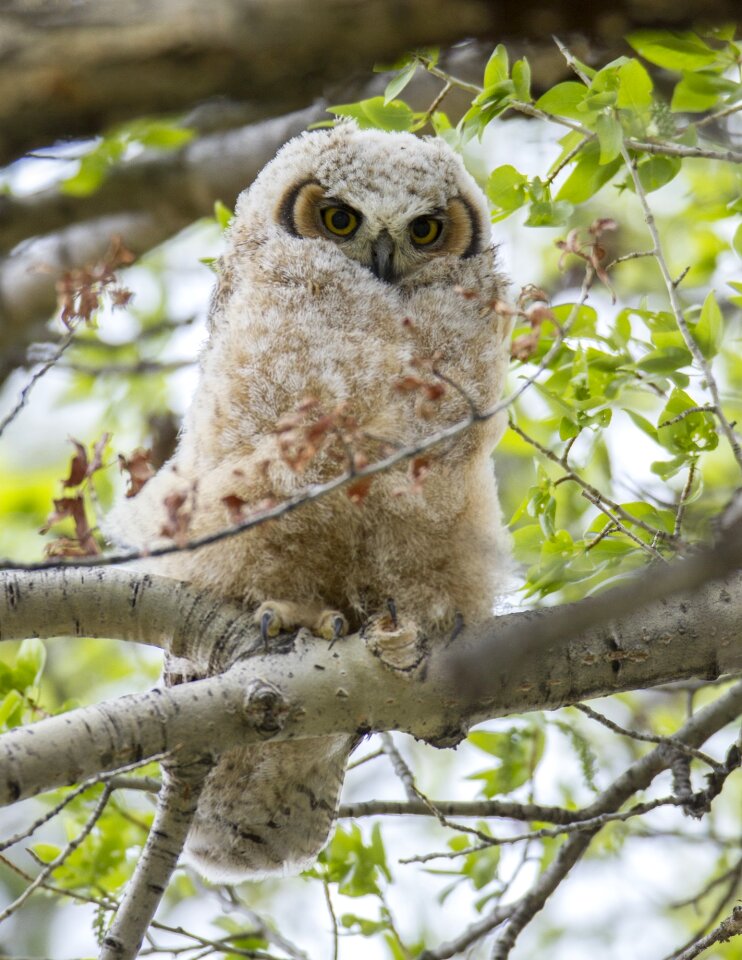Predator wildlife perched