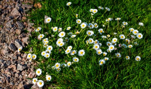 Lawn daisies at Myrstigen