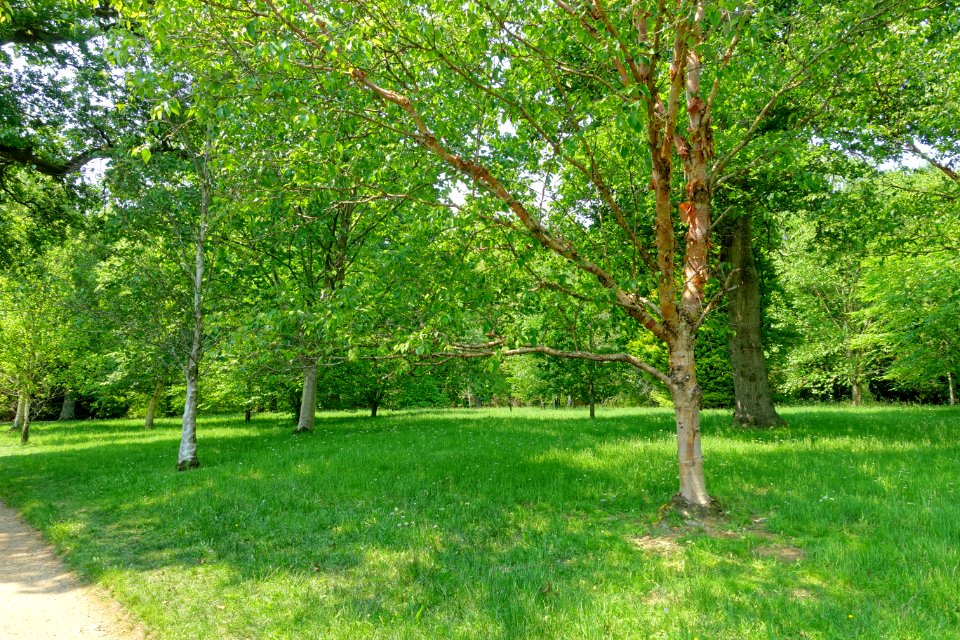 Lawn - Sheffield Park and Garden - East Sussex, England - DSC05709