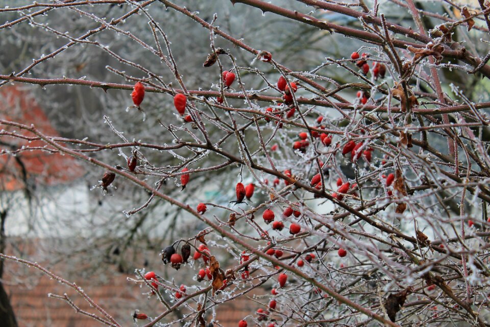 Branch berries red photo