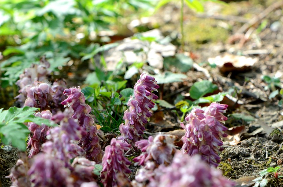 Lathraea squamaria habitus