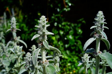 Inflorescence plant shrub