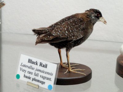 Laterallus jamaicensis - Pacific Grove Museum of Natural History - DSC06718