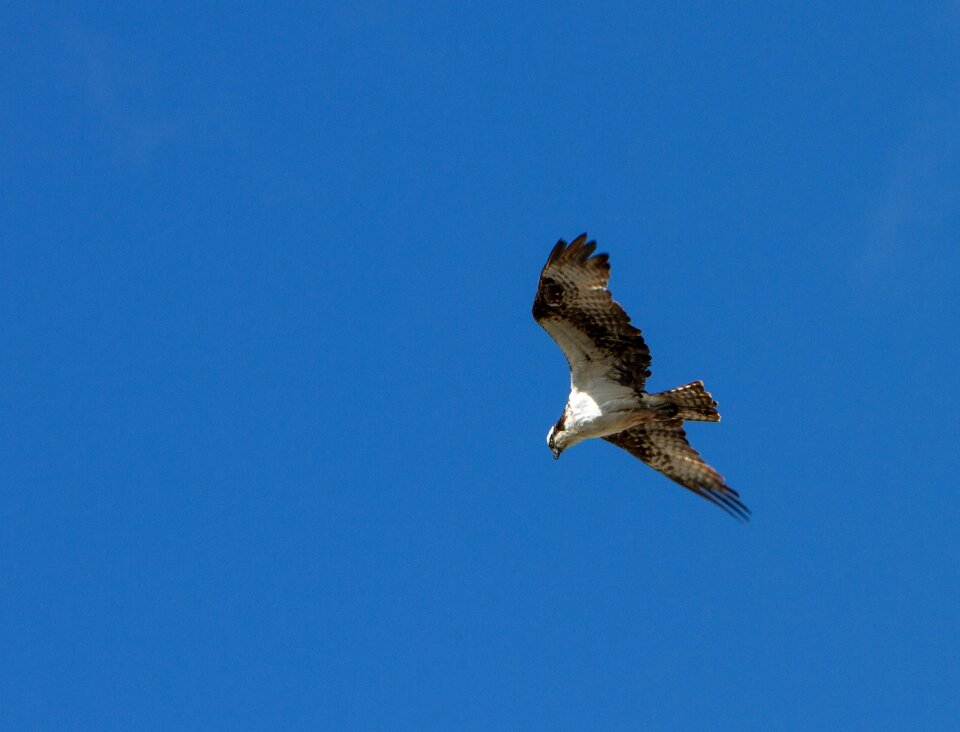 Wildlife nature raptor