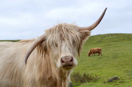 Scottish hairy cattle
