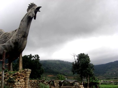 Le coq du village de Lang Dinh An