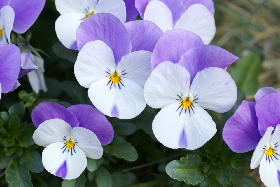 Purple purple white pansies spring