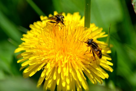 Le Combat De Mouche (34613350)