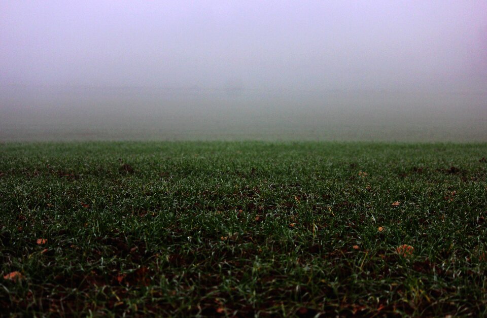 Grassland mist nature