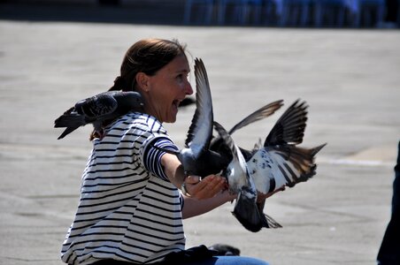 Venezia pigeons san marco photo