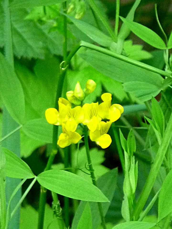 Lathyrus pratensis - Wiesen-Platterbse Kohlbruck