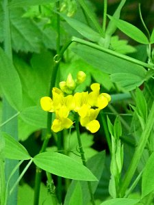 Lathyrus pratensis - Wiesen-Platterbse Kohlbruck