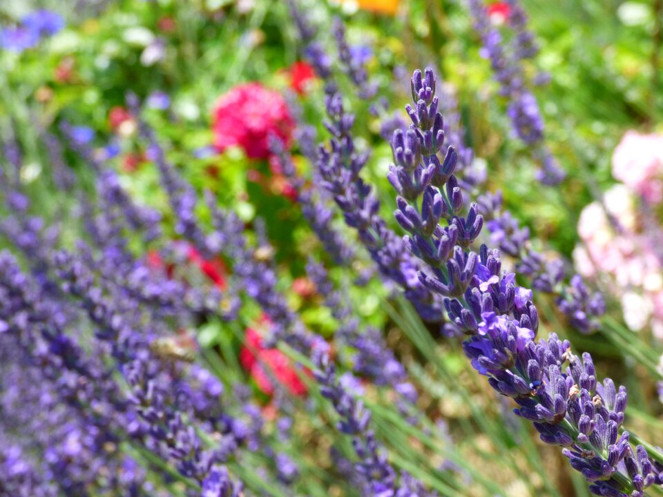 Lavender flowers provence mediterranean photo