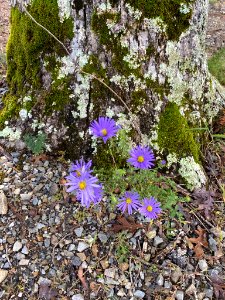 Late Purple Aster New Hill NC