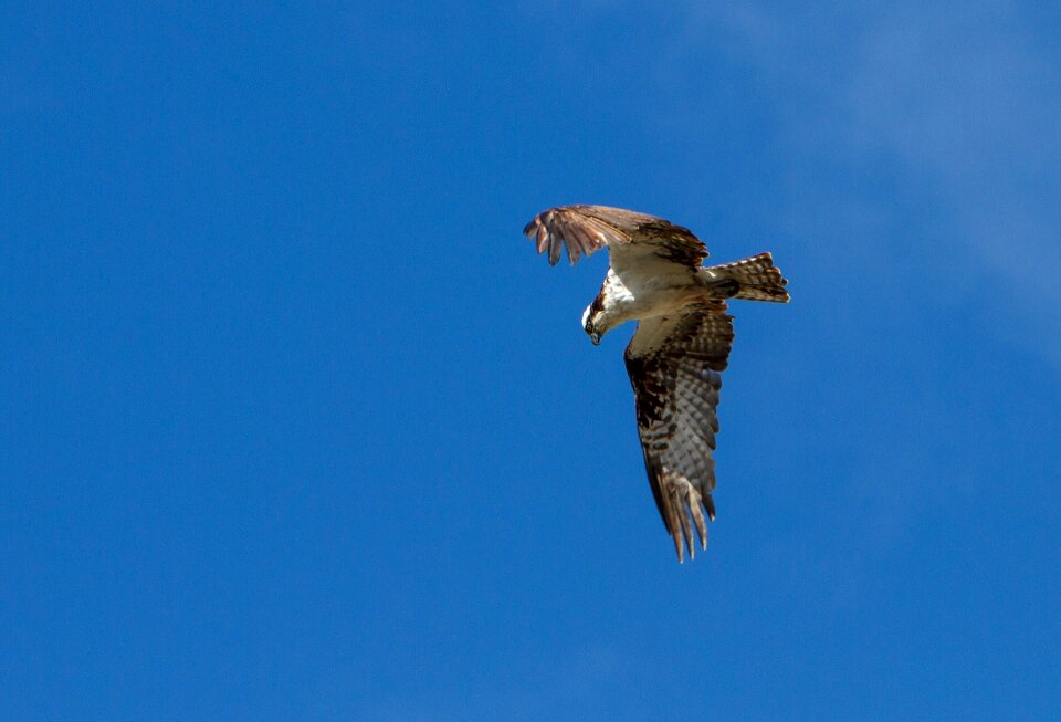 Wildlife nature raptor