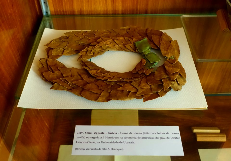 Laurel crown for Julio Augusto Henriques's Doctorate, Honoris Causis, from Uppsala University - Museu Botânico da Universidade de Coimbra - University of Coimbra - Coimbra, Portugal - DSC09003